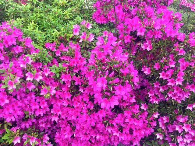 Вилла Azalea Di Gigliola Ziello - "Casa Azalea" Кремия Экстерьер фото